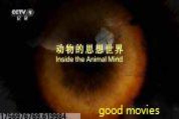 会痛的十七岁青春设定与上映时间解析