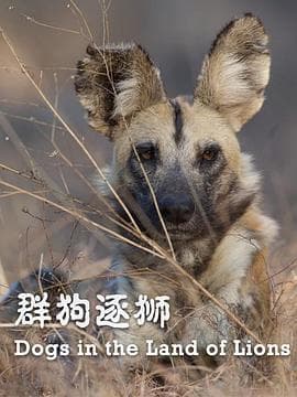 群狗逐狮海报
