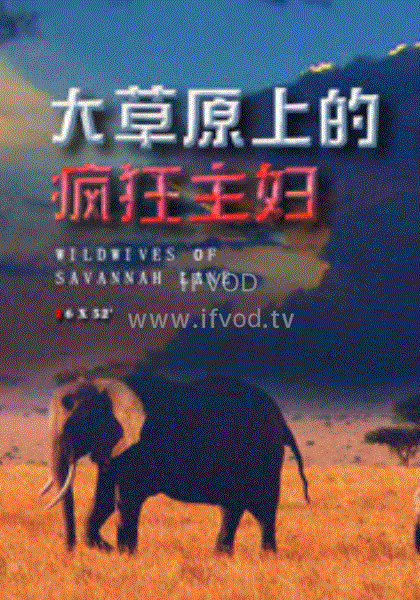大草原上的疯狂主妇海报