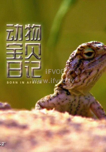动物宝贝日记海报