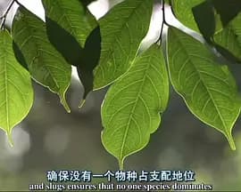 自然世界：蚂蚁攻击海报